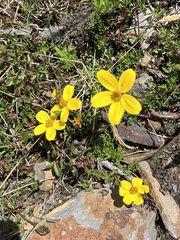 Bidens andicola