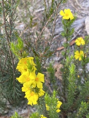 Hibbertia riparia