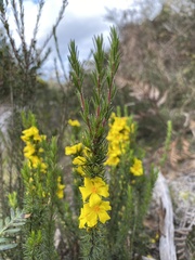 Hibbertia riparia