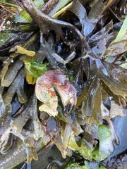 Romaleon antennarium