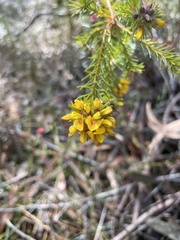Phyllota phylicoides