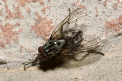 Phaoniinae