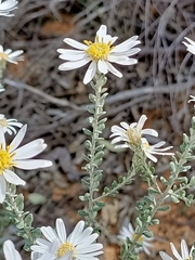 Olearia pimeleoides