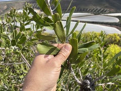 Leucospermum cuneiforme