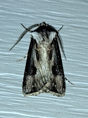 Agrotis venerabilis
