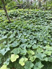 Cucurbita moschata