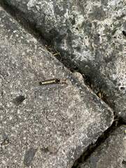 Limacodidae