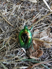 Protaetia speciosissima