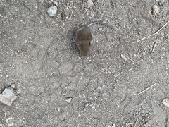 Peromyscus sonoriensis