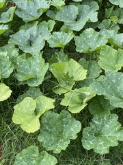 Cucurbita moschata