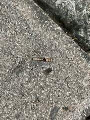 Limacodidae