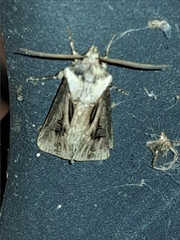 Agrotis venerabilis