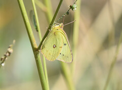 Colias eurytheme
