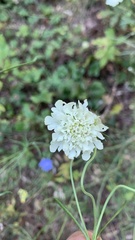 Scabiosa ochroleuca