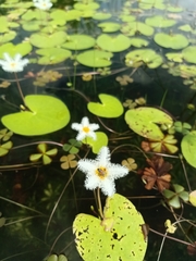 Nymphoides indica