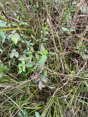 Commelina virginica