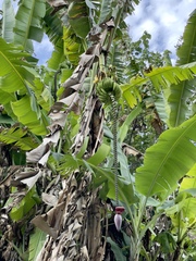 Musa