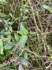 Commelina virginica