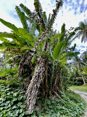 Musa