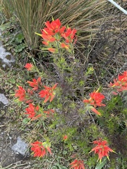 Castilleja fissifolia