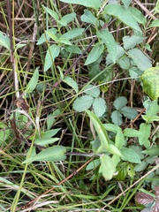 Commelina virginica