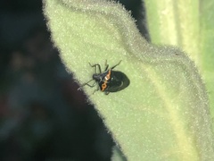 Cosmopepla conspicillaris