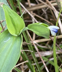 Commelina virginica