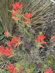 Castilleja fissifolia