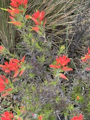 Castilleja fissifolia