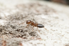 Crematogaster matsumurai