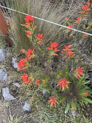 Castilleja fissifolia