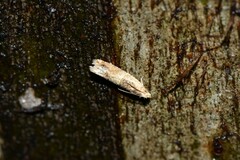 Crocidosema plebejana