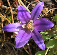 Brodiaea coronaria