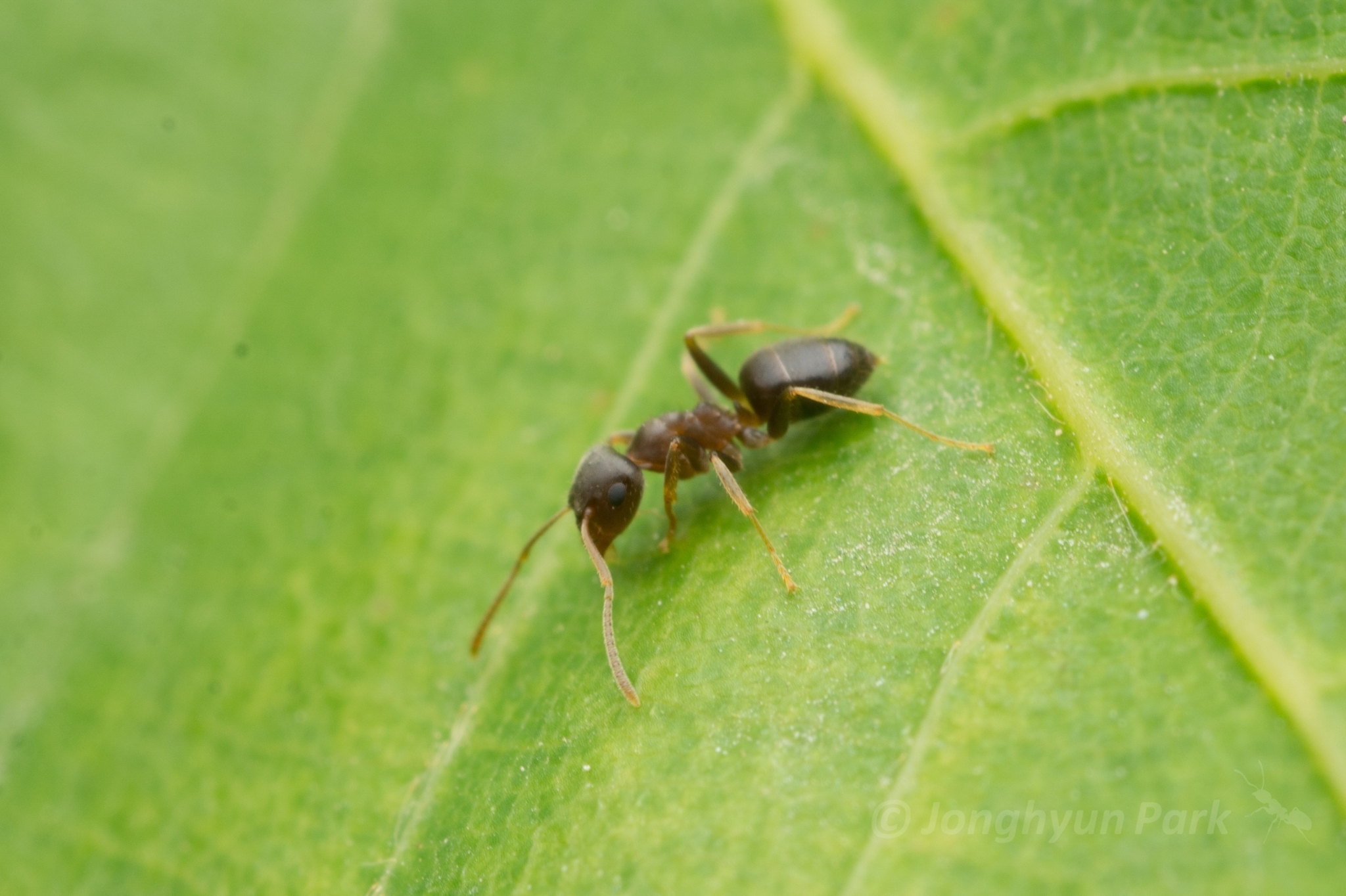 Lasius koreanus