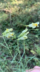 Linaria vulgaris