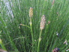 Equisetum