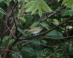 Vireo chivi