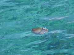 Cotylorhiza tuberculata