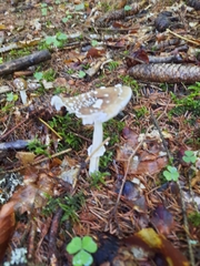 Amanita pantherina