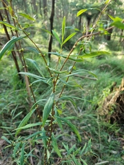 Pimelea axiflora axiflora