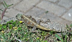 Acanthocercus atricollis