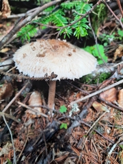Amanita pantherina