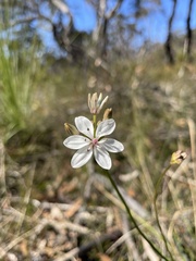 Burchardia umbellata