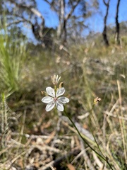 Burchardia umbellata
