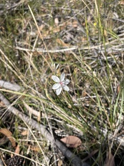 Burchardia umbellata