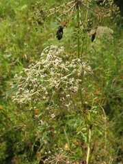 Peucedanum palustre