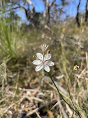 Burchardia umbellata