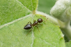 Crematogaster teranishii