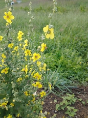 Verbascum sinuatum
