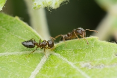 Crematogaster teranishii